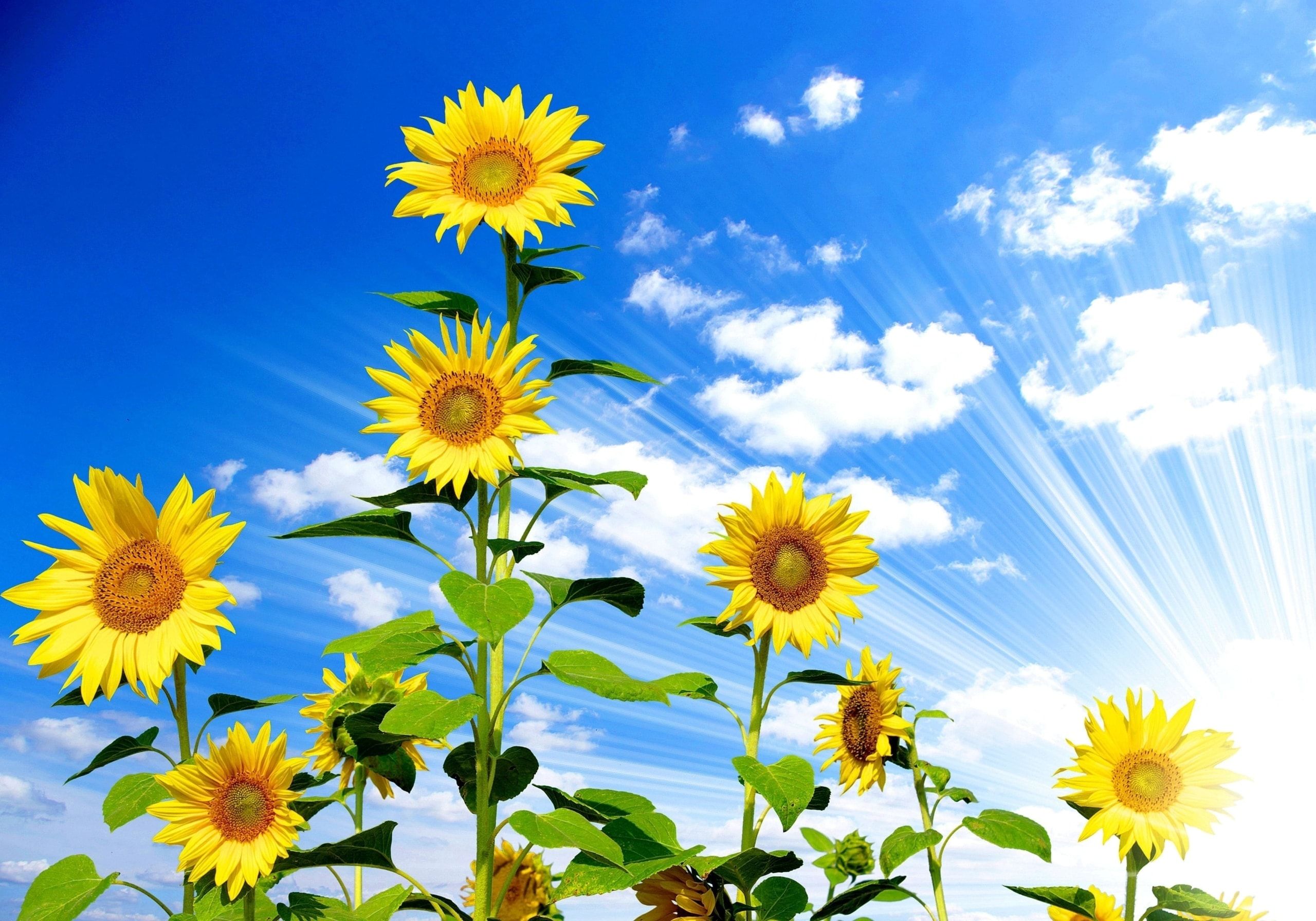 Sunflowers Sky Wallpapers - Wallpaper Cave