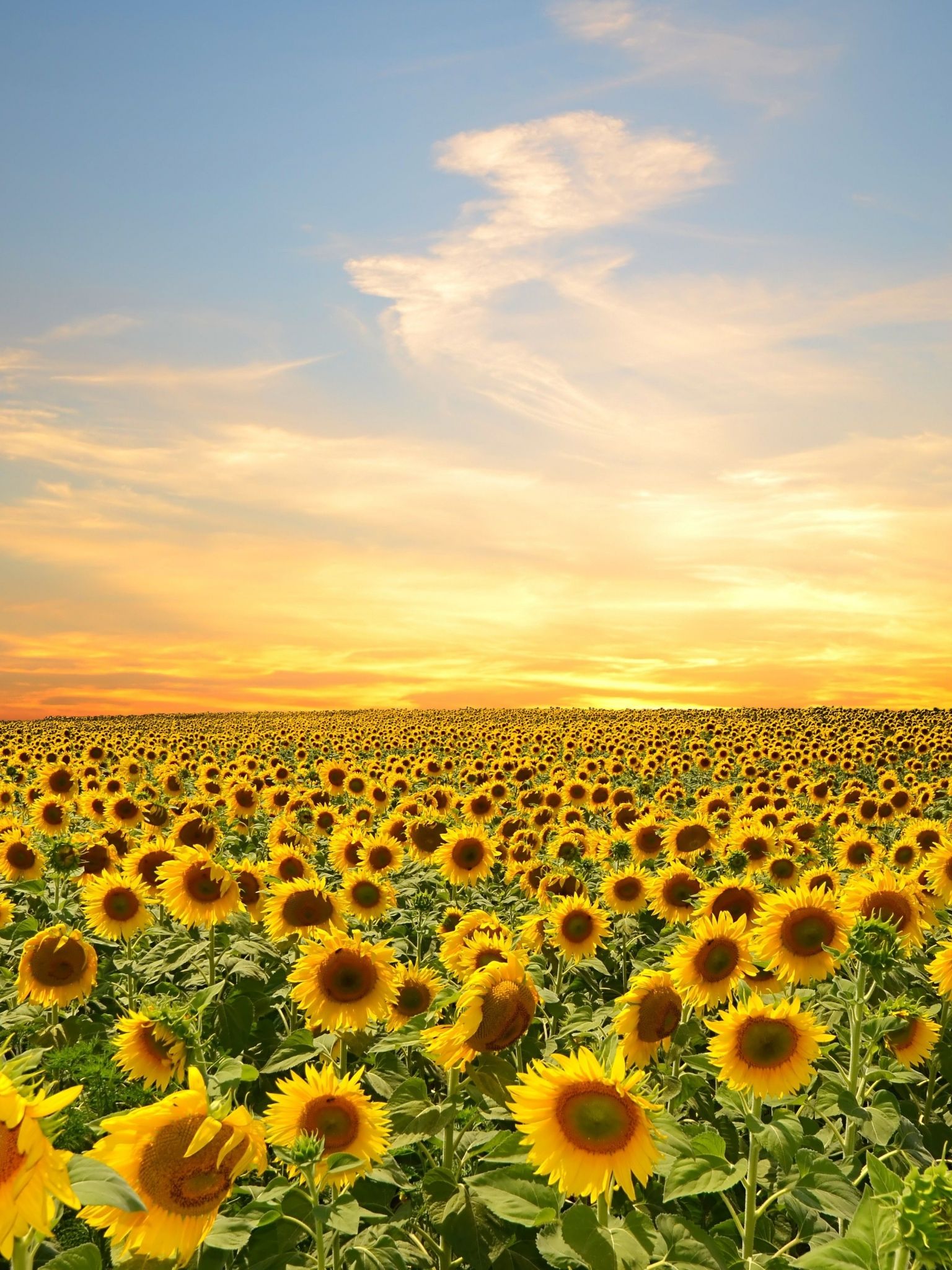 Sunflowers Sky Wallpapers - Wallpaper Cave