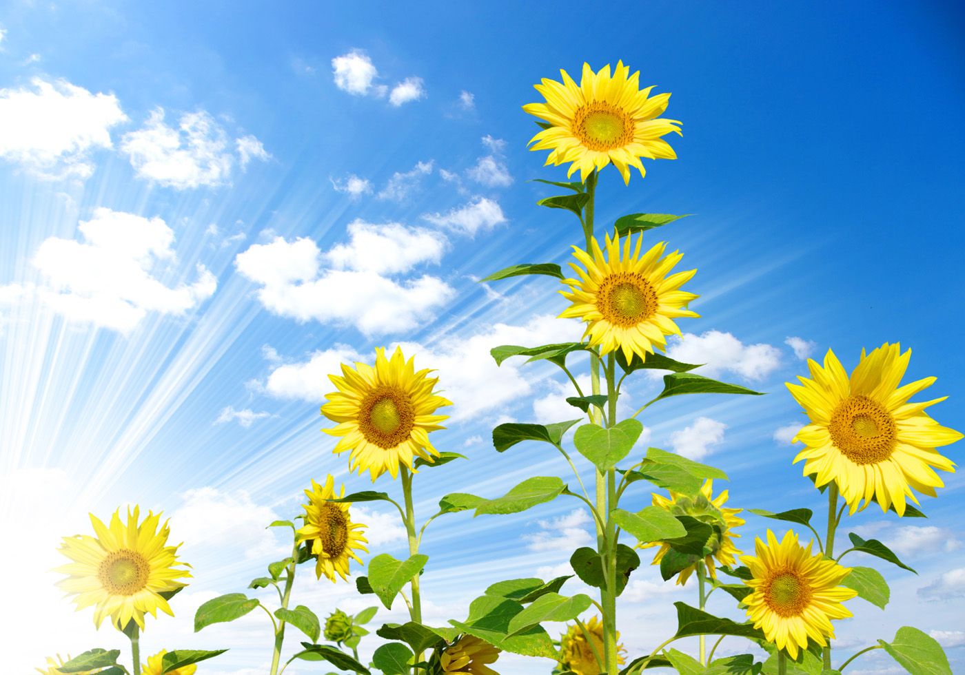 Blue sky with sunflower 29233
