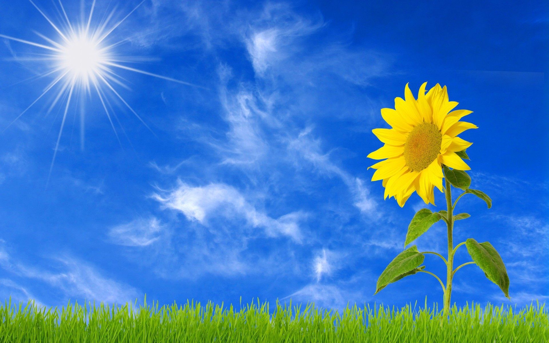 Sunflowers Sky Wallpapers - Wallpaper Cave