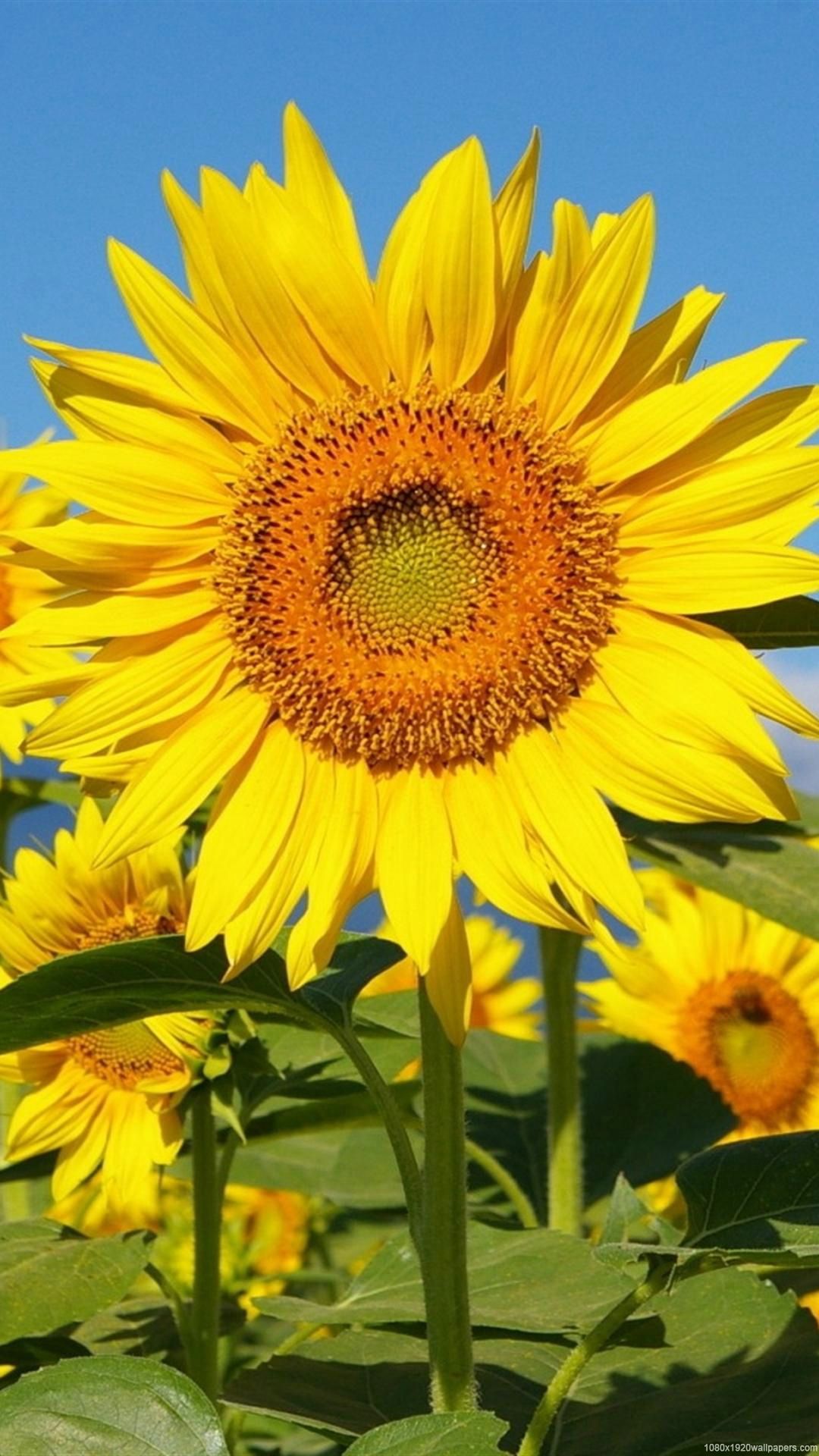 Sunflower Field Sky Wallpaper HD
