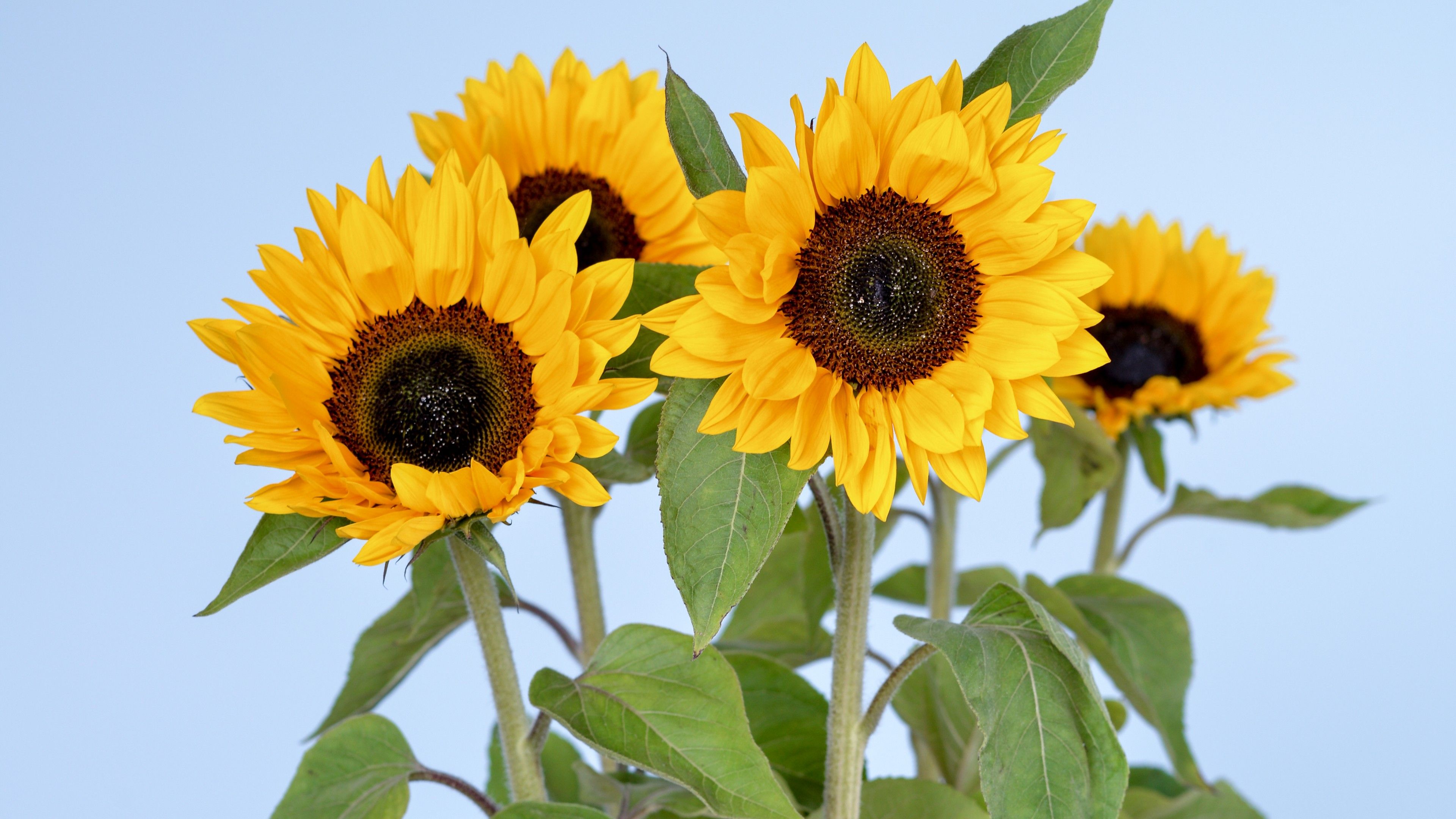 Wallpaper Sunflowers, 5k, 4k wallpaper, flowers, sky, Nature
