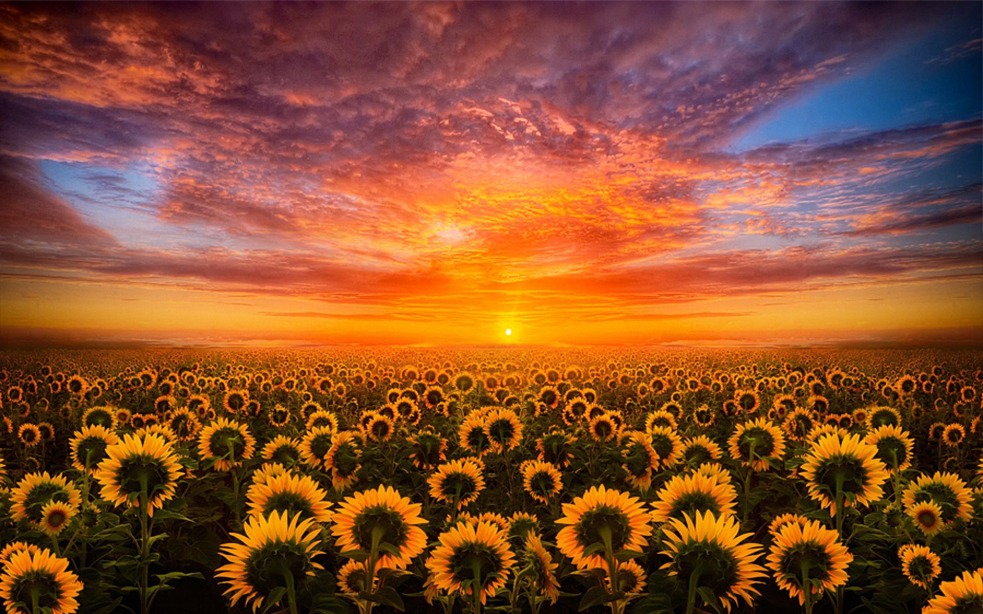 Sunflowers Sky Wallpapers - Wallpaper Cave
