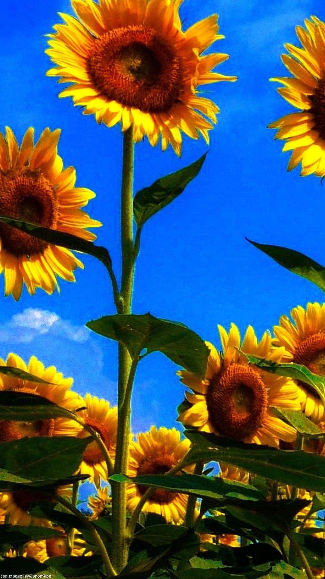 Sunflower Sky iPhone Wallpaper