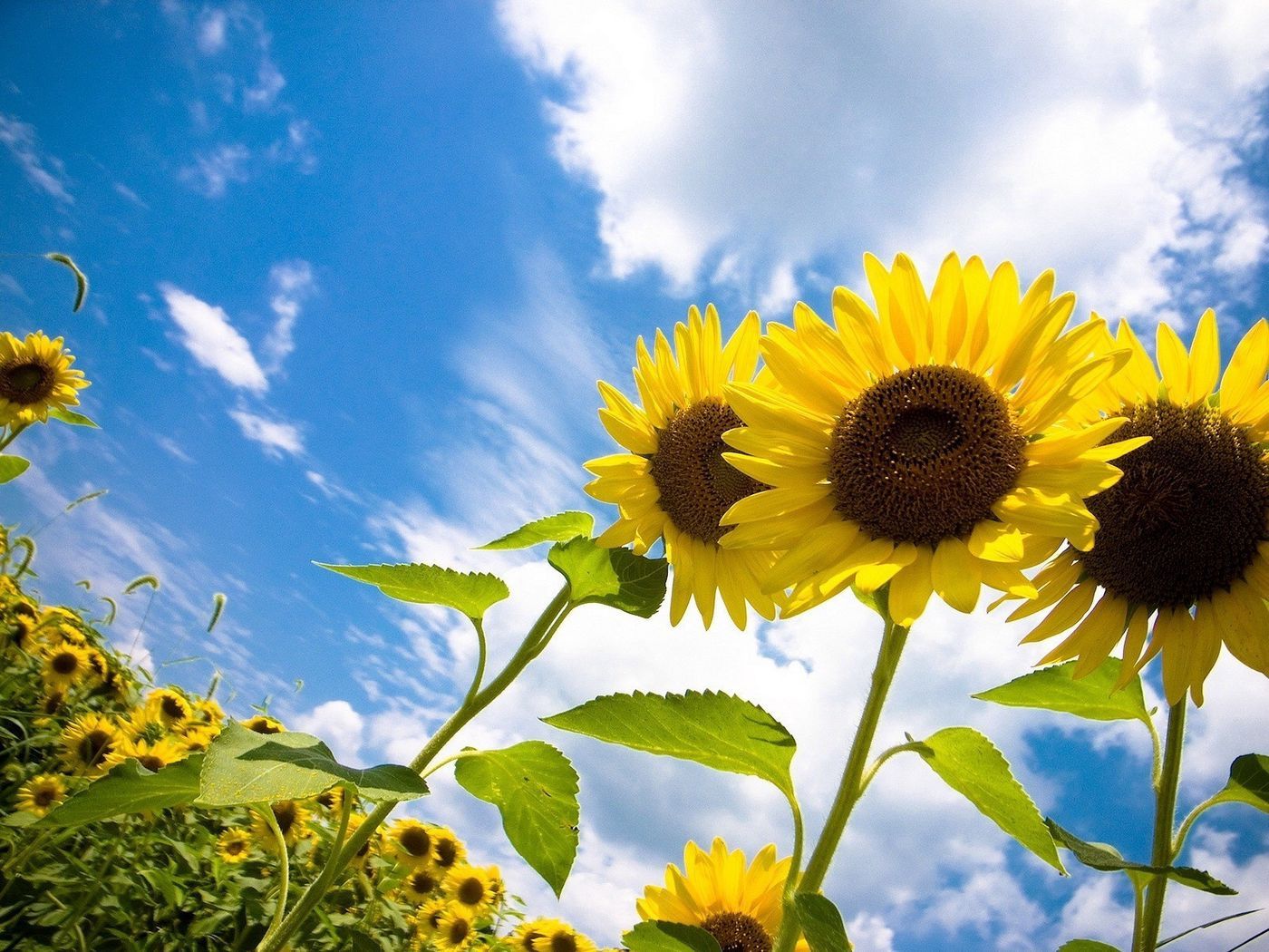 Sunflowers Sky Wallpapers - Wallpaper Cave