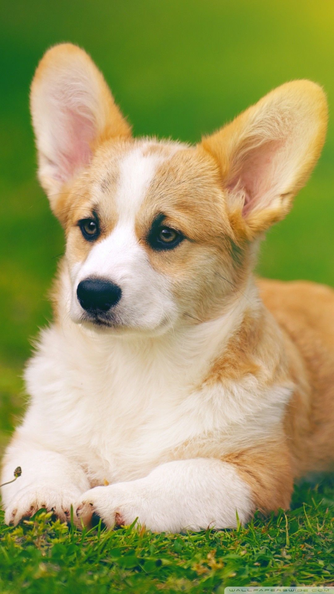 Corgi iphone 4s4 for parallax wallpapers hd desktop backgrounds 800x1200  date images and pictures