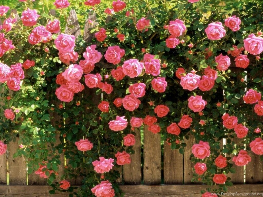 FLOWER SHOP: Rose Flowers Desktop Wallpaper. Desktop Background