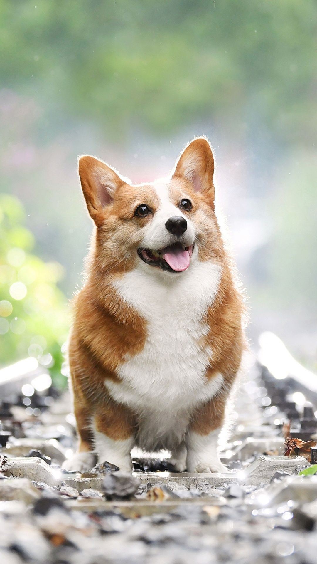 Cute Corgi Green Wallpaper Background Wallpaper Image For Free Download   Pngtree