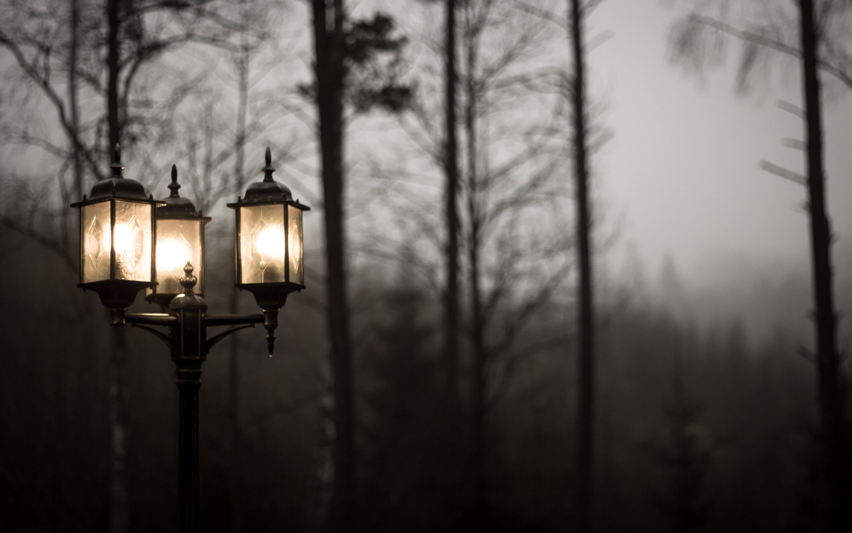 #lights, #photography, #trees, #mist, #street light, wallpaper. Mocah.org HD Wallpaper