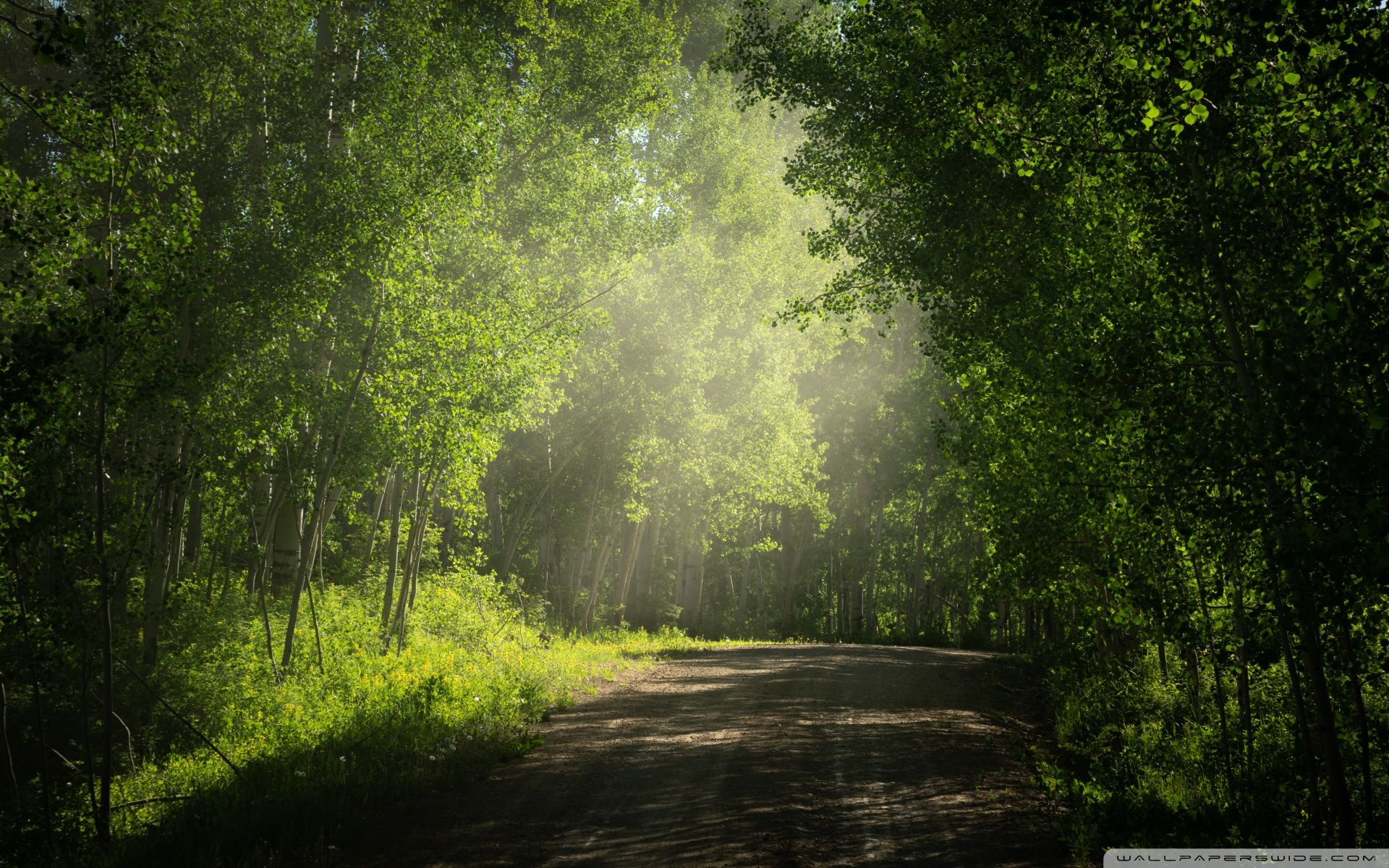 Road, Aspens Trees in Colorado Summer Ultra HD Desktop Background Wallpaper for: Widescreen & UltraWide Desktop & Laptop, Multi Display, Dual Monitor, Tablet