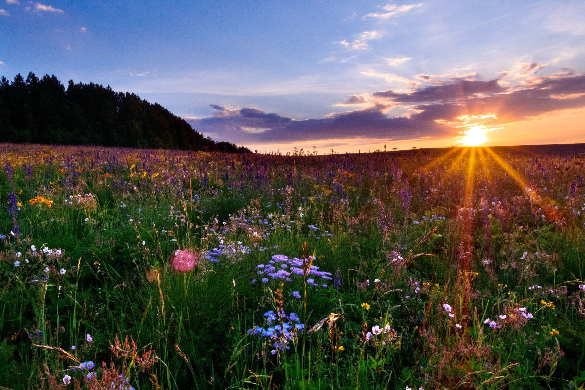 Colorado, Sunset, Meadow, Full HD Flowers, Desktop Image, Amazing