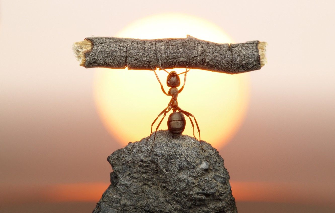 Wallpaper the sun, macro, sunset, stone, ant, insect, log, strongman, Wallpaper from lolita777 image for desktop, section макро