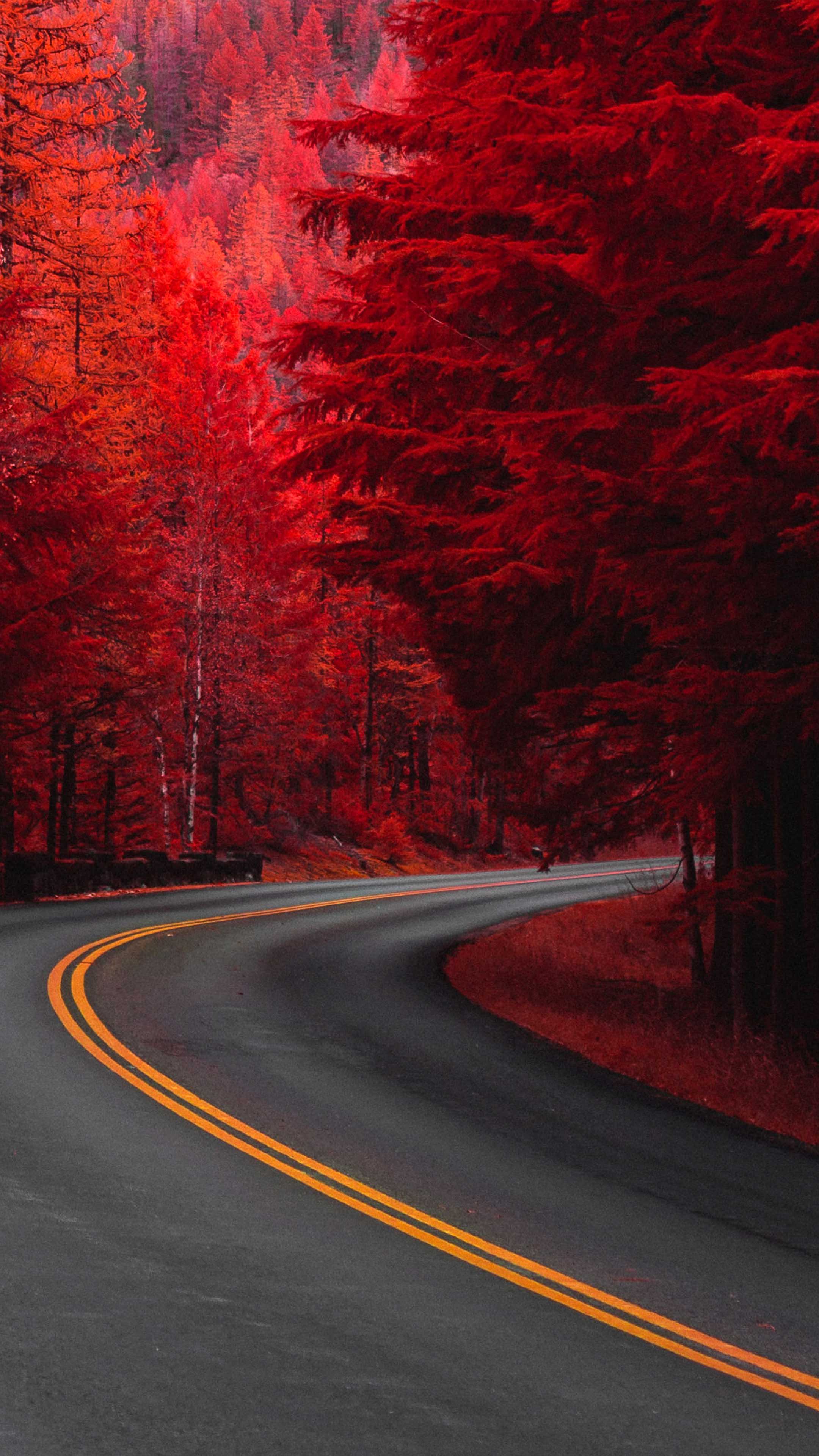 Pine Red Trees Road 4K Ultra HD Mobile Wallpapers