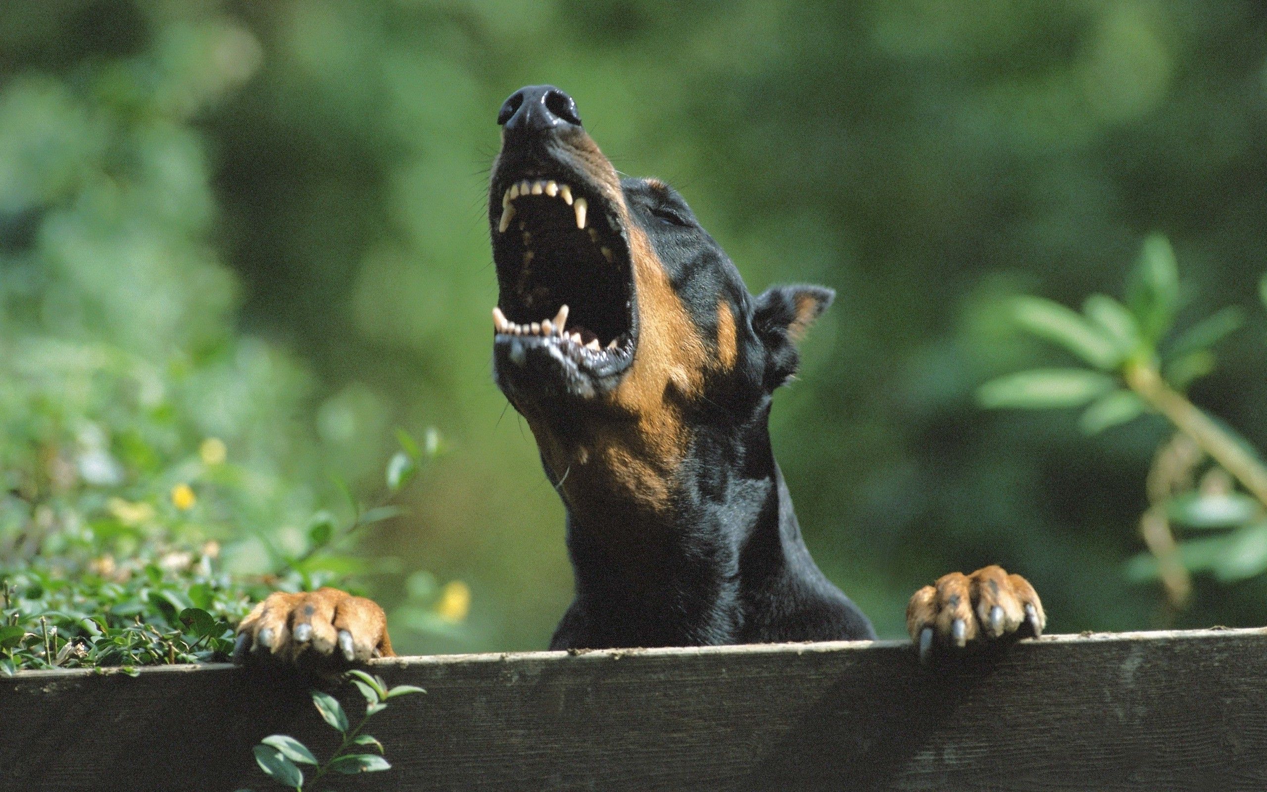 angry doberman pinscher dog Wallpaper HD / Desktop and Mobile Background