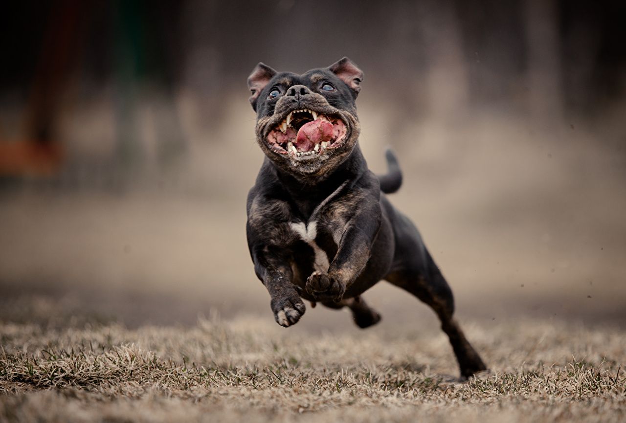Picture Bulldog Dogs Running Roar animal