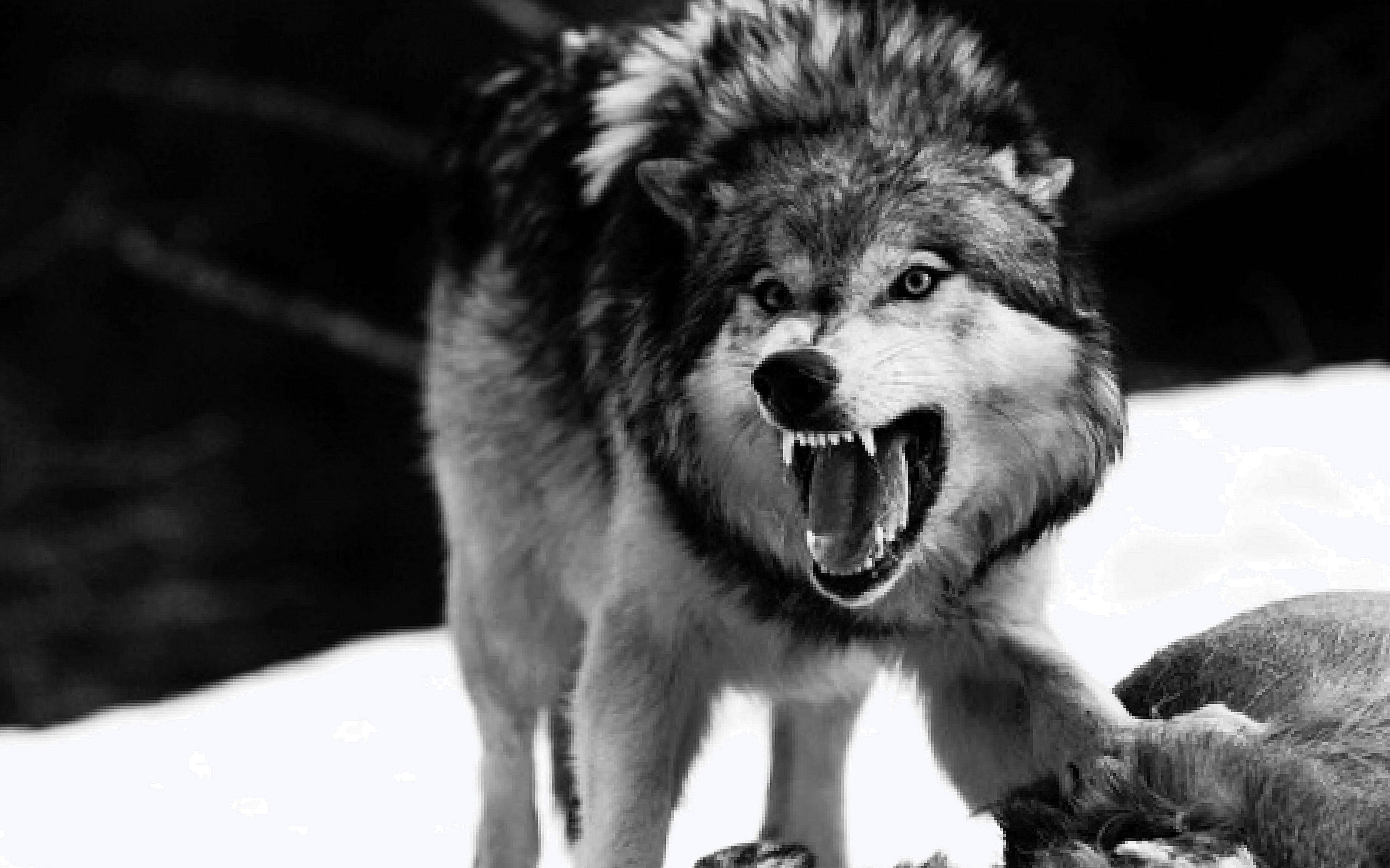 Angry Wolf. Angry wolf, Wolf wallpaper, Wolf background