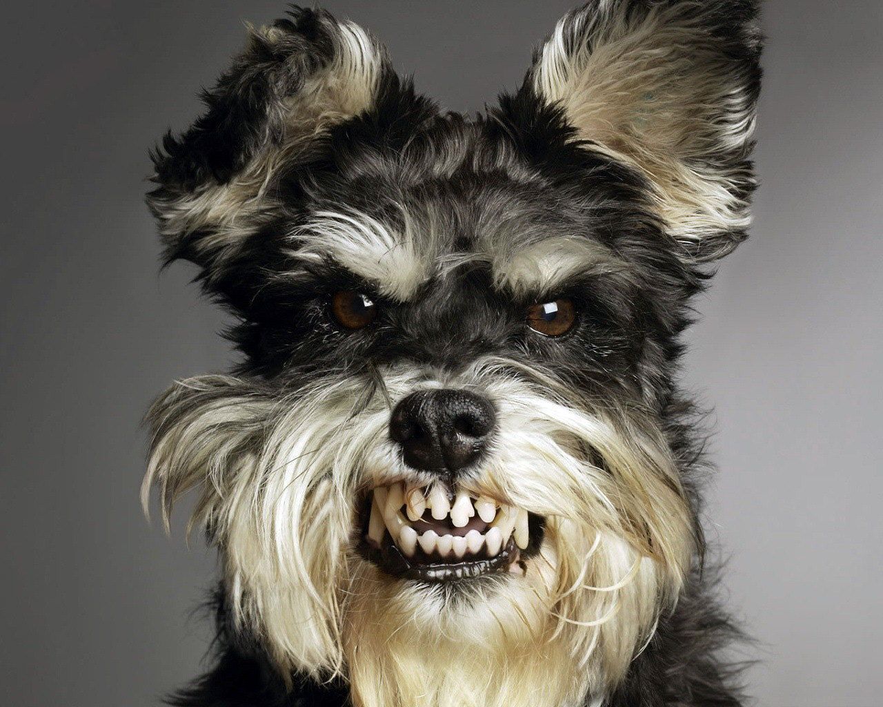 Funny Dogs Wallpaper. Funny dog picture, Smiling dogs, Angry dog