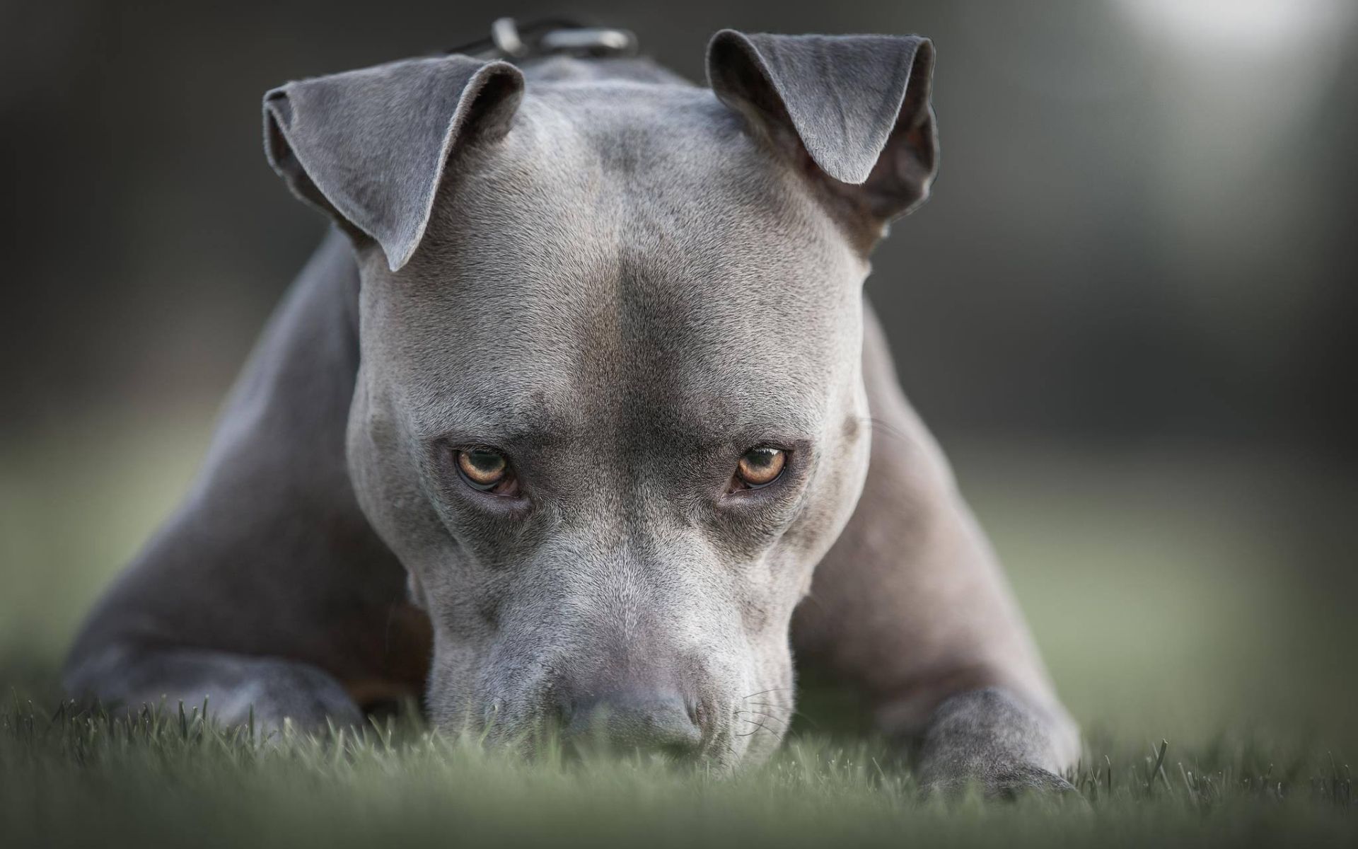 Download Wallpaper American Pit Bull Terrier, 4k, Close Up, Gray Pit Bull, Angry Dog, Pets, Dogs, Pit Bull Terrier, Funny Dogs, Pit Bull For Desktop With Resolution 1920x1200. High Quality HD Picture Wallpaper