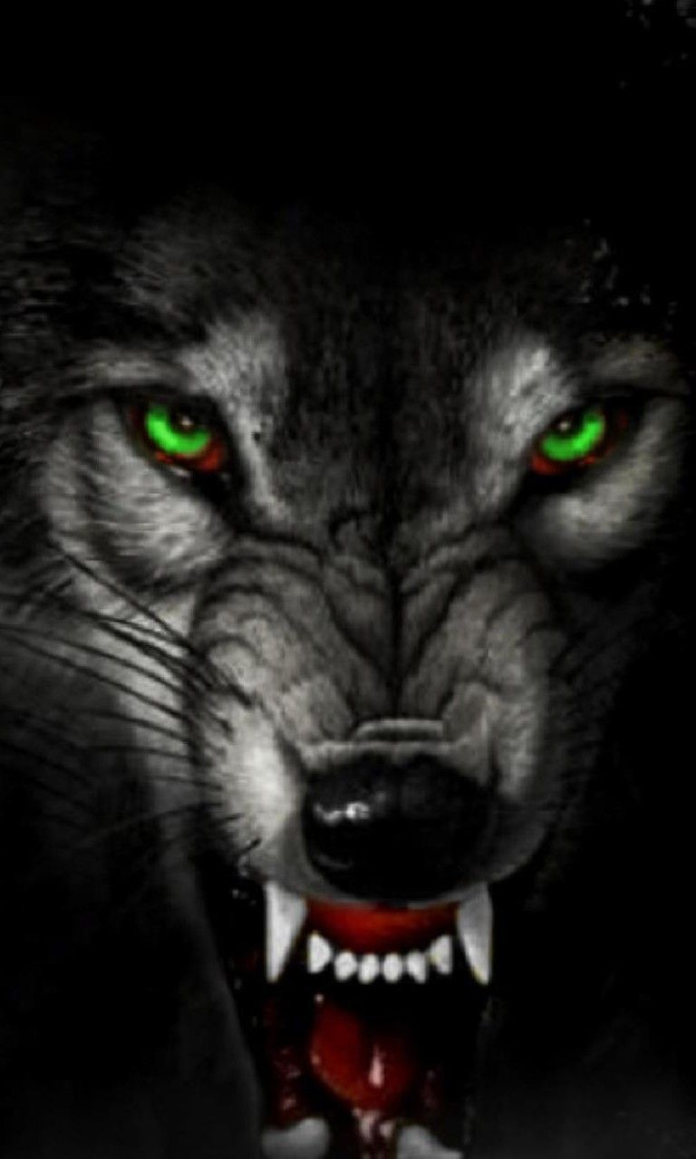Wolf Face Wallpaper