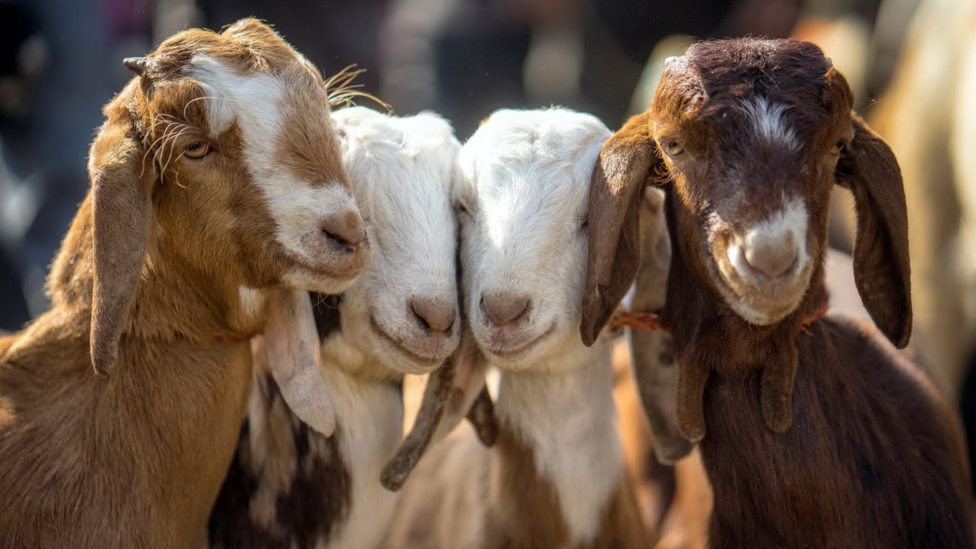 Wallpaper Four goats 1920x1200 HD Picture, Image