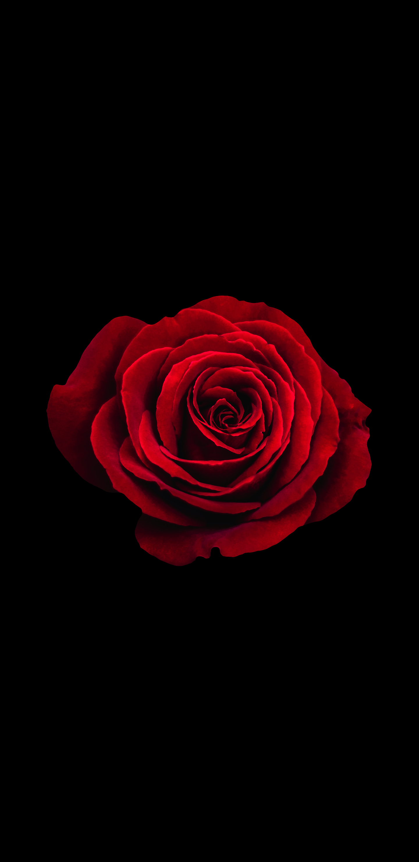 Amoled Rose Wallpapers - Wallpaper Cave