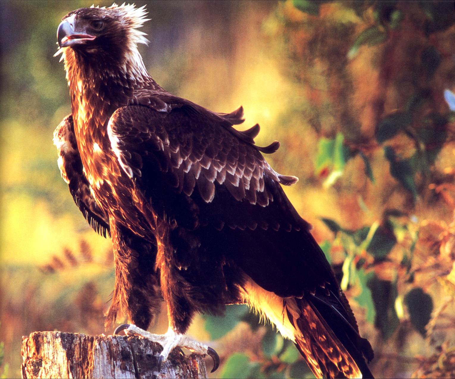 Wedge Tailed Eagle Wallpaper and Background Imagex1276