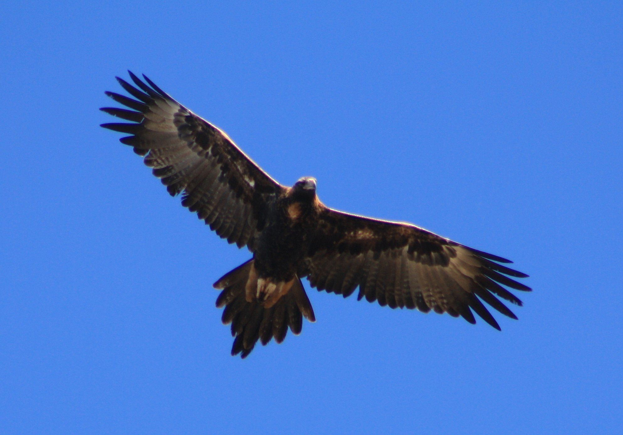 Wedge Tailed Eagle wallpaper, Animal, HQ Wedge Tailed Eagle pictureK Wallpaper 2019