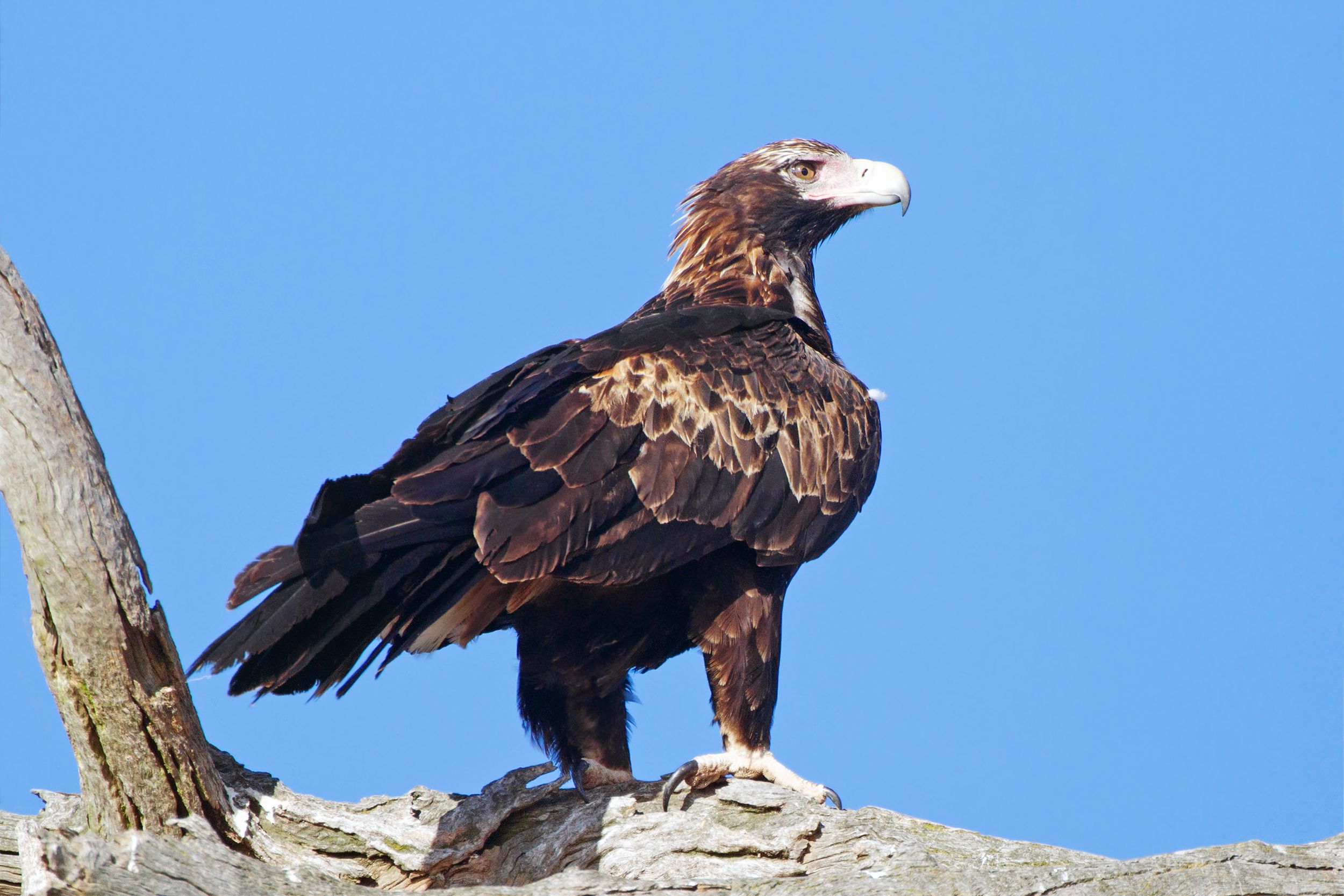 Wedge Tailed Eagle Wallpapers - Wallpaper Cave