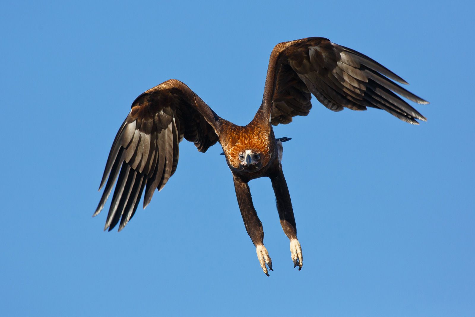 Wedge Tailed Eagle (Aquila Audax)