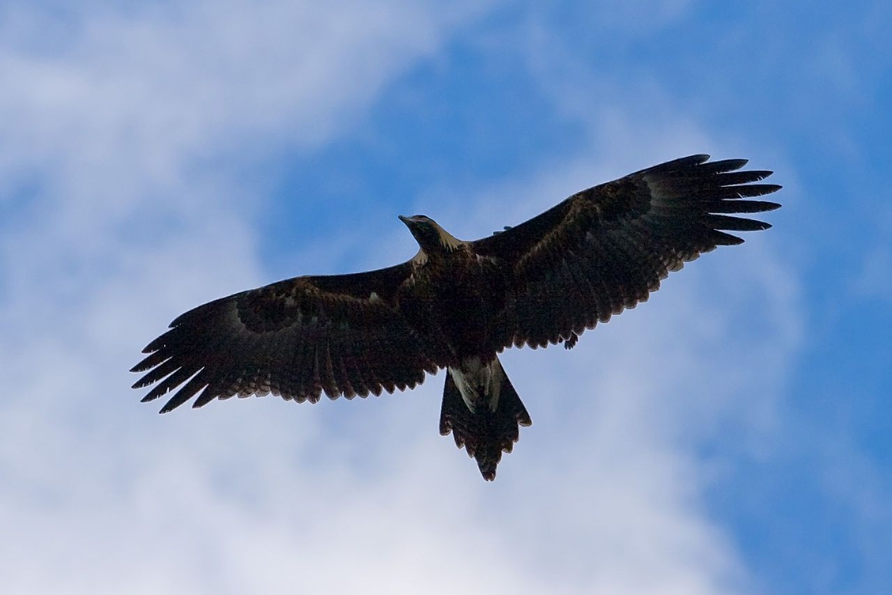 Wedge tailed eagle in