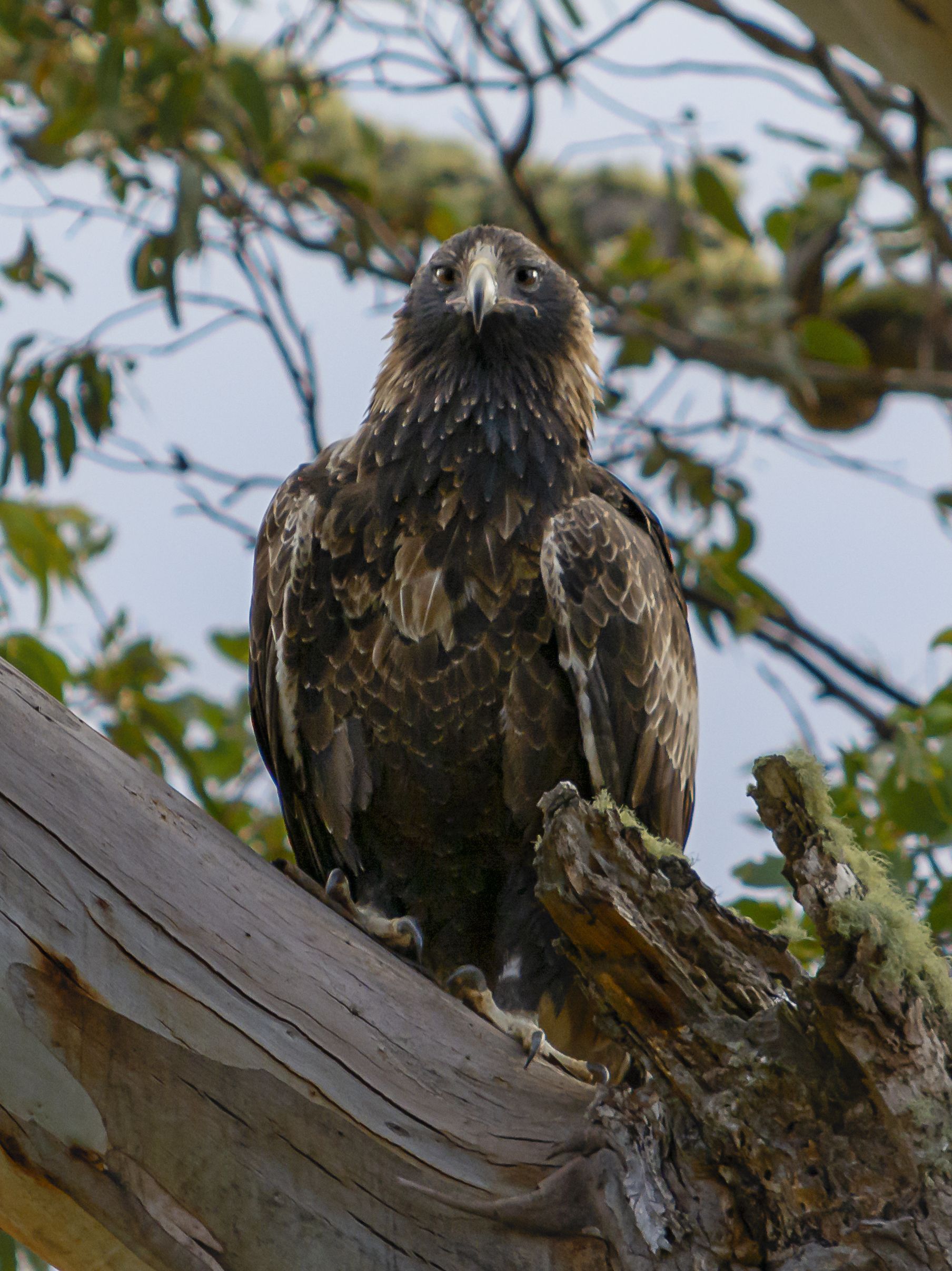 Free Of Aquila Audax, Tasmanian Wedge Tailed Eagle