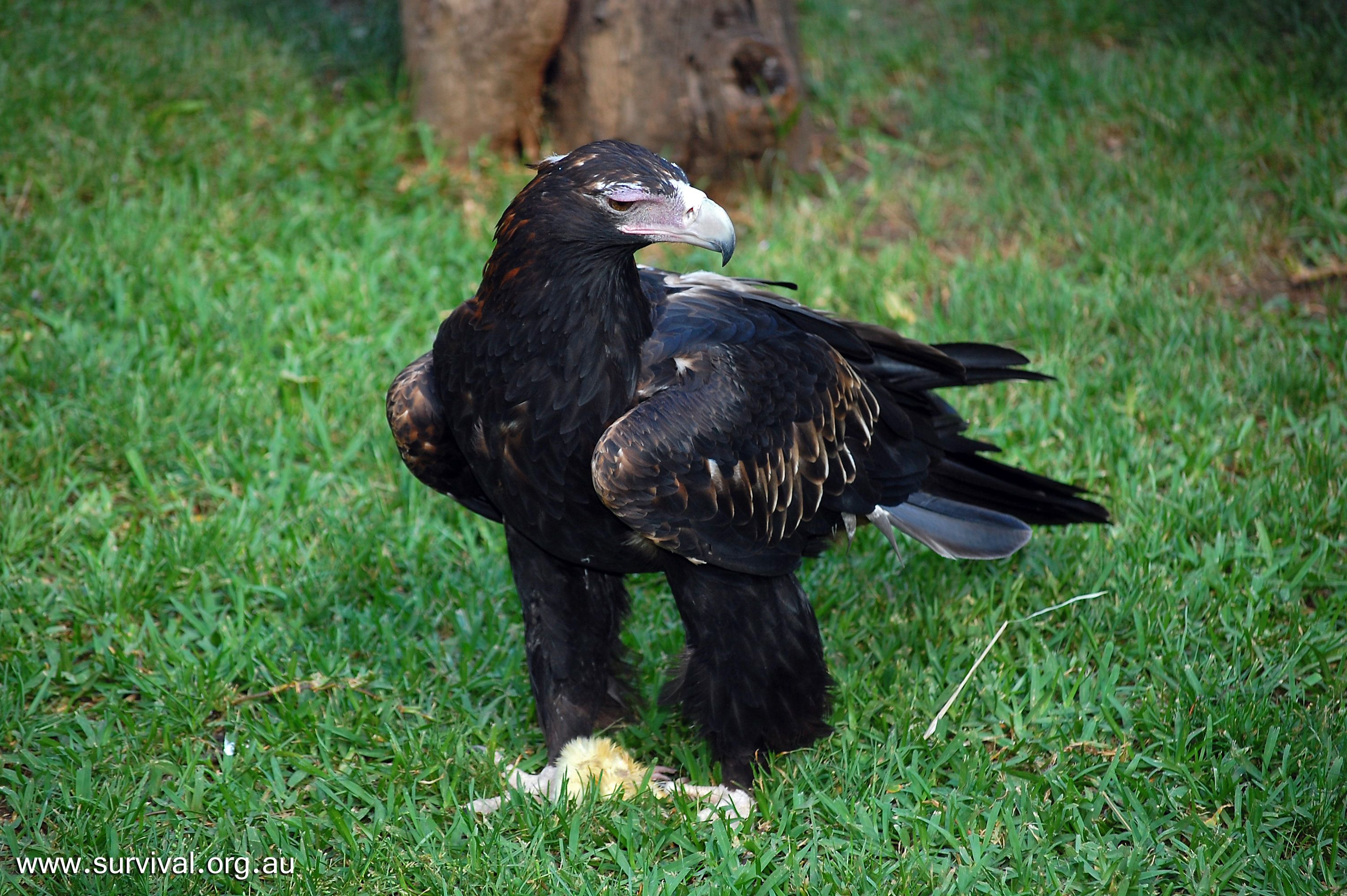Wedge Tailed Eagle