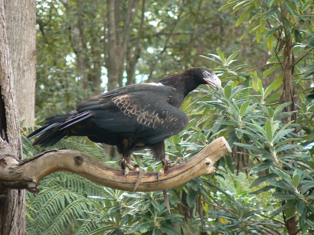 Magra, The Female Wedge Tailed Eagle. Australia's Largest B