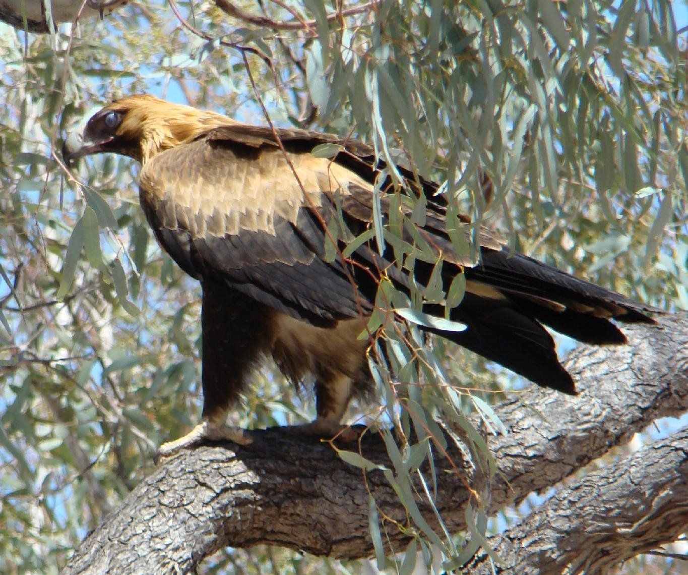 Wedge Tailed Eagle Wallpaper and Background Imagex1140
