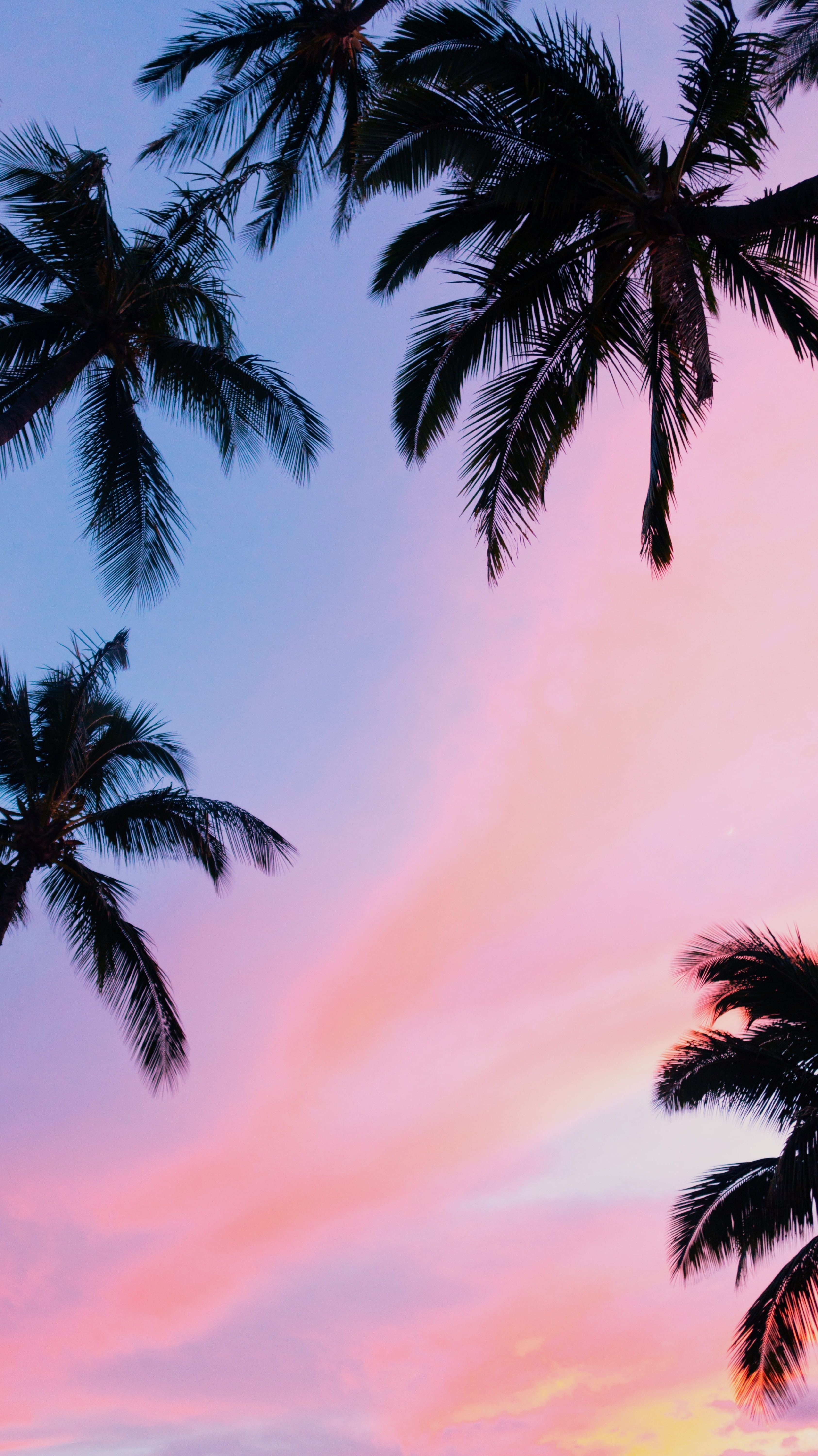 palm trees sunset. Sunset iphone wallpaper, Preppy wallpaper, Wallpaper iphone summer