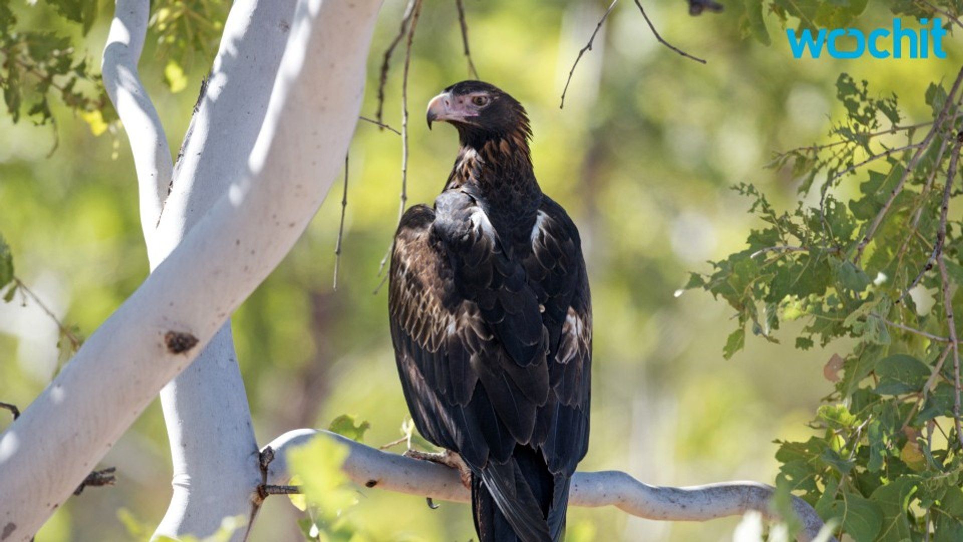 Eagle Attacks Small Child in Australia