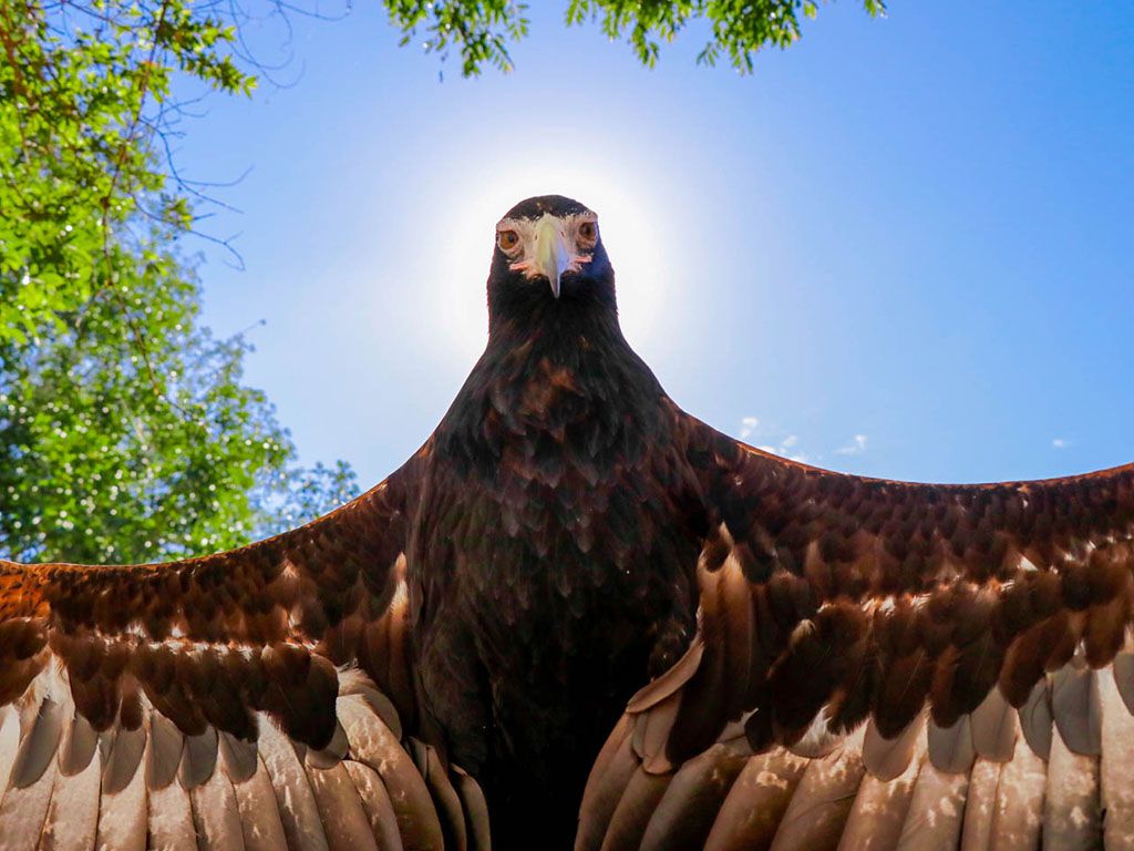 Eagle - Currumbin Wildlife Sanctuary