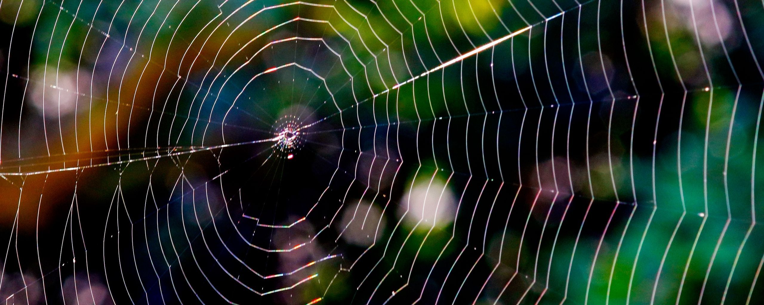 Download wallpaper 2560x1024 spider web, glare, network, braided ultrawide monitor HD background