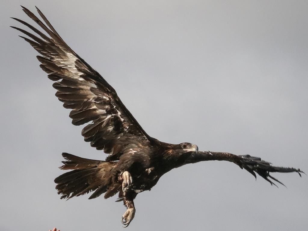 Lofty goals in Tasmania