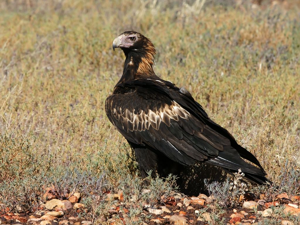 Wedge Tailed Eagle