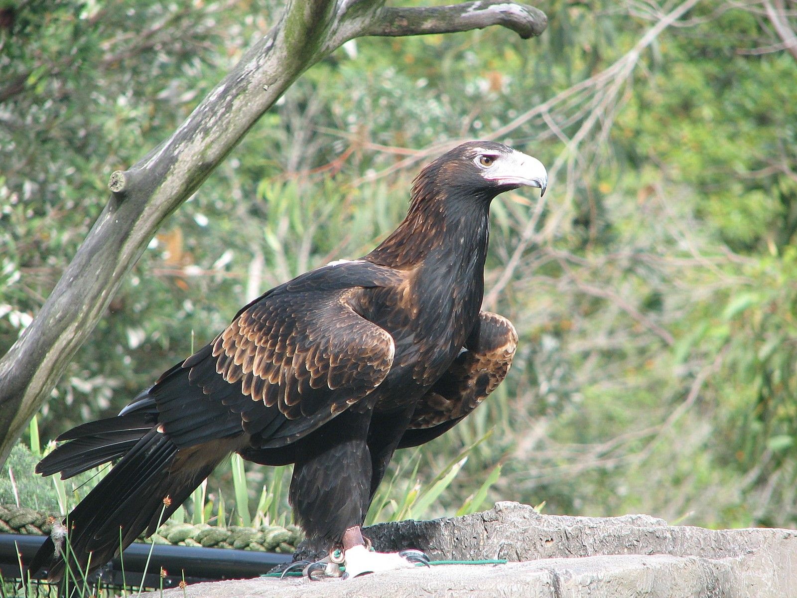 Poem Wedge Tailed Eagle's Writing
