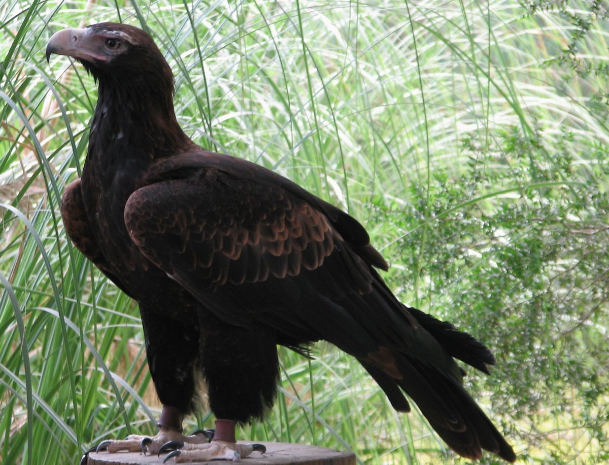 Wedge Tailed Eagle Wallpapers - Wallpaper Cave