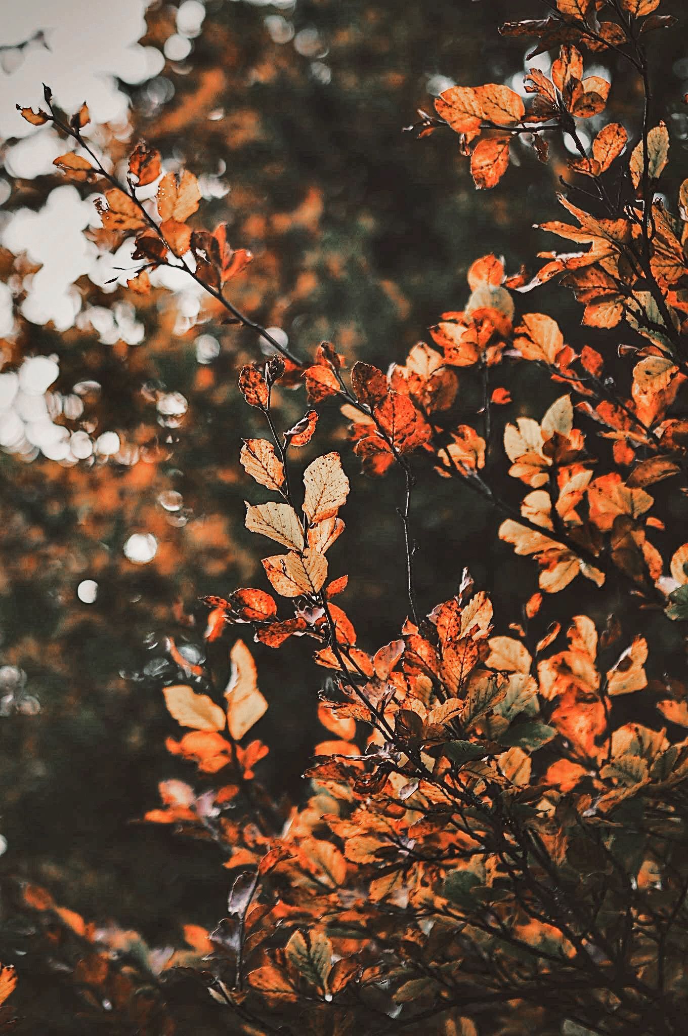 pretty photo image by corrine. mint arrow. Autumn photography, Autumn scenery, Fall picture