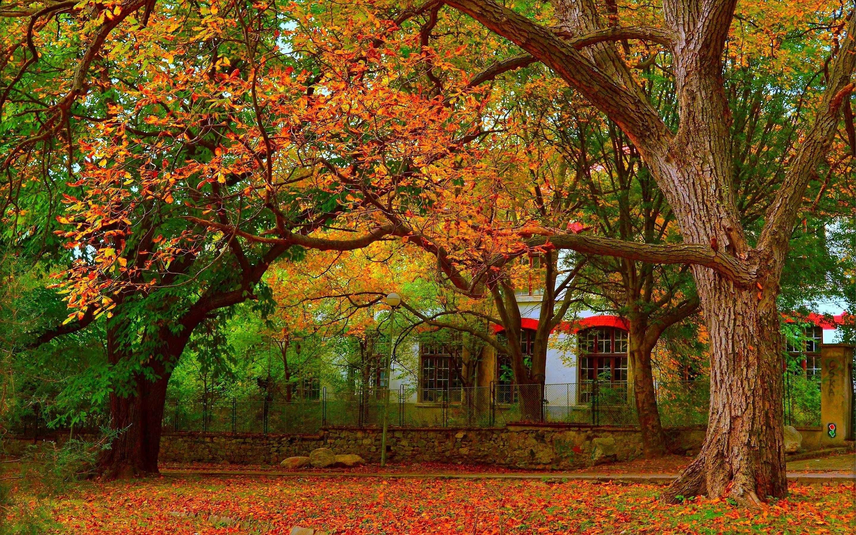 Trees, Leaves, Autumn, House 828x1792 IPhone 11 XR Wallpaper, Background, Picture, Image