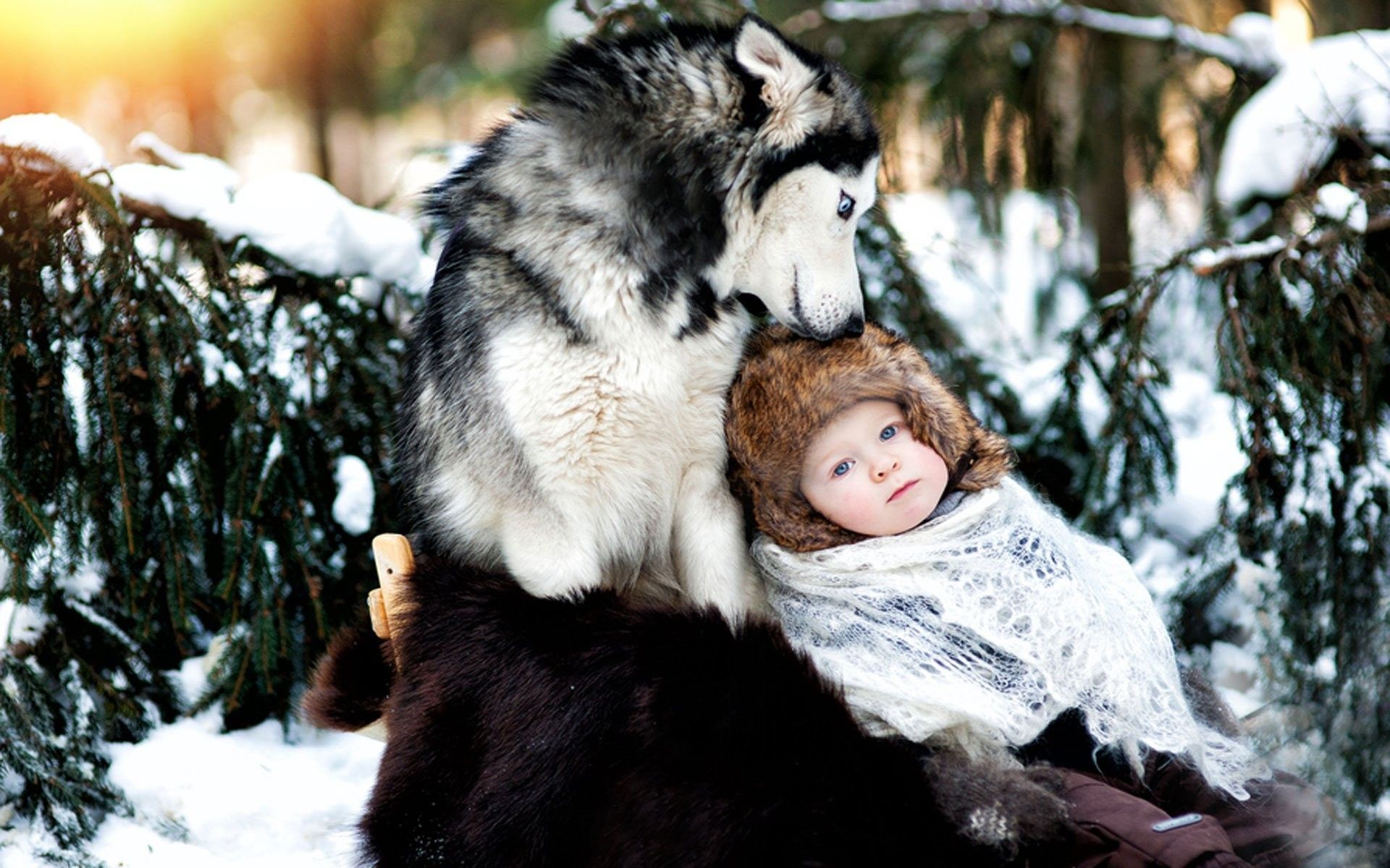 snow baby husky Siberian husky wolves / Wallbase.cc. Big dog care, Gentle giant dogs, Big dogs