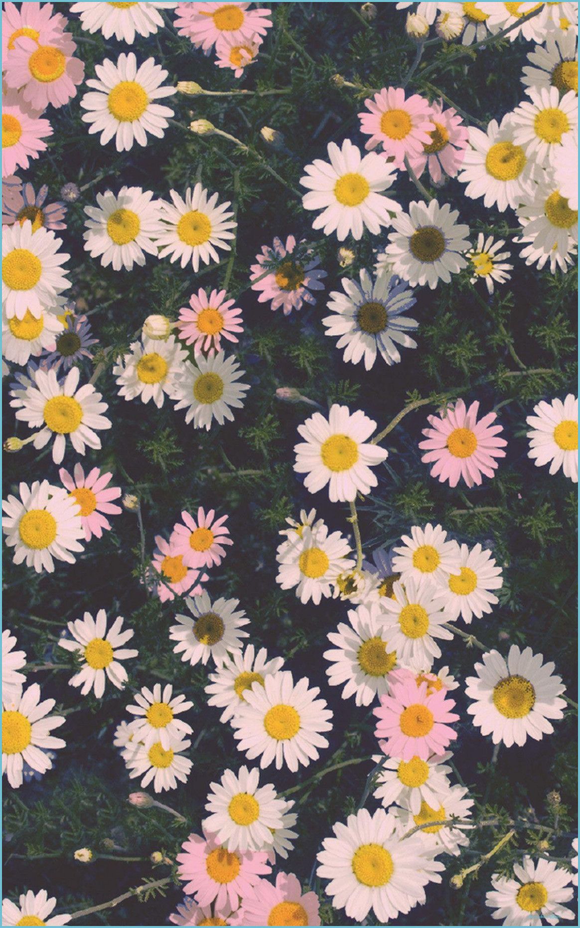 10k Flower iPhone X Wallpaper iphone wallpaper