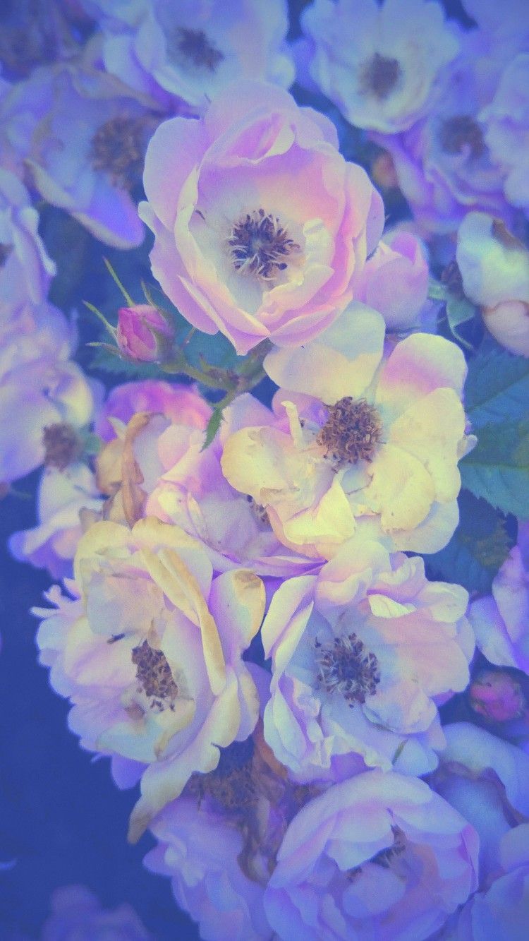 iPhone Wallpaper. Flowering plant, Flower, Blue, Petal, Violet, Lavender