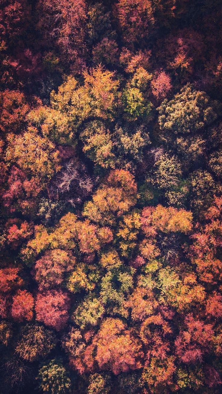 15 Gorgeous Happy Fall iPhone X Wallpapers