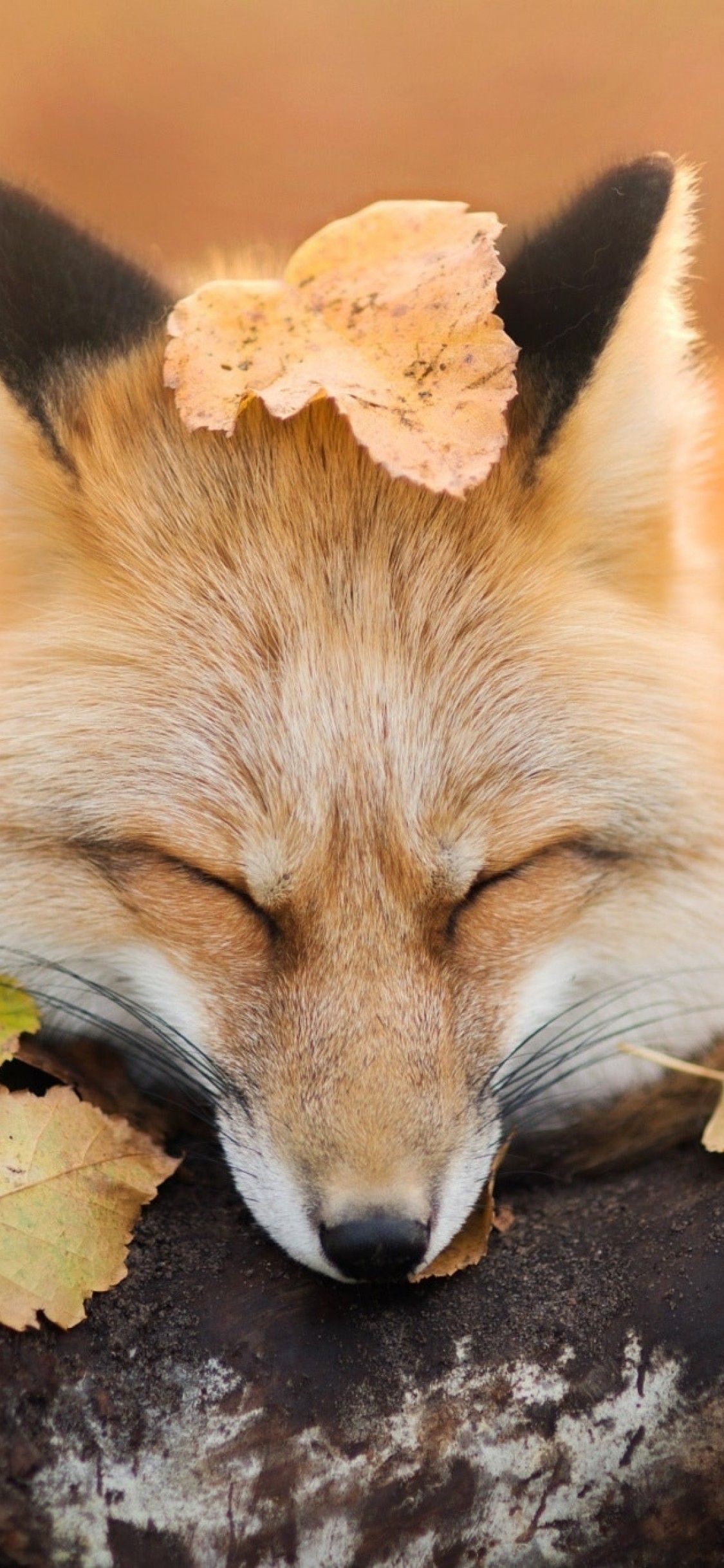 Download 1125x2436 Fox, Sleeping, Cute, Wood, Leaves, Autumn Wallpaper for iPhone X
