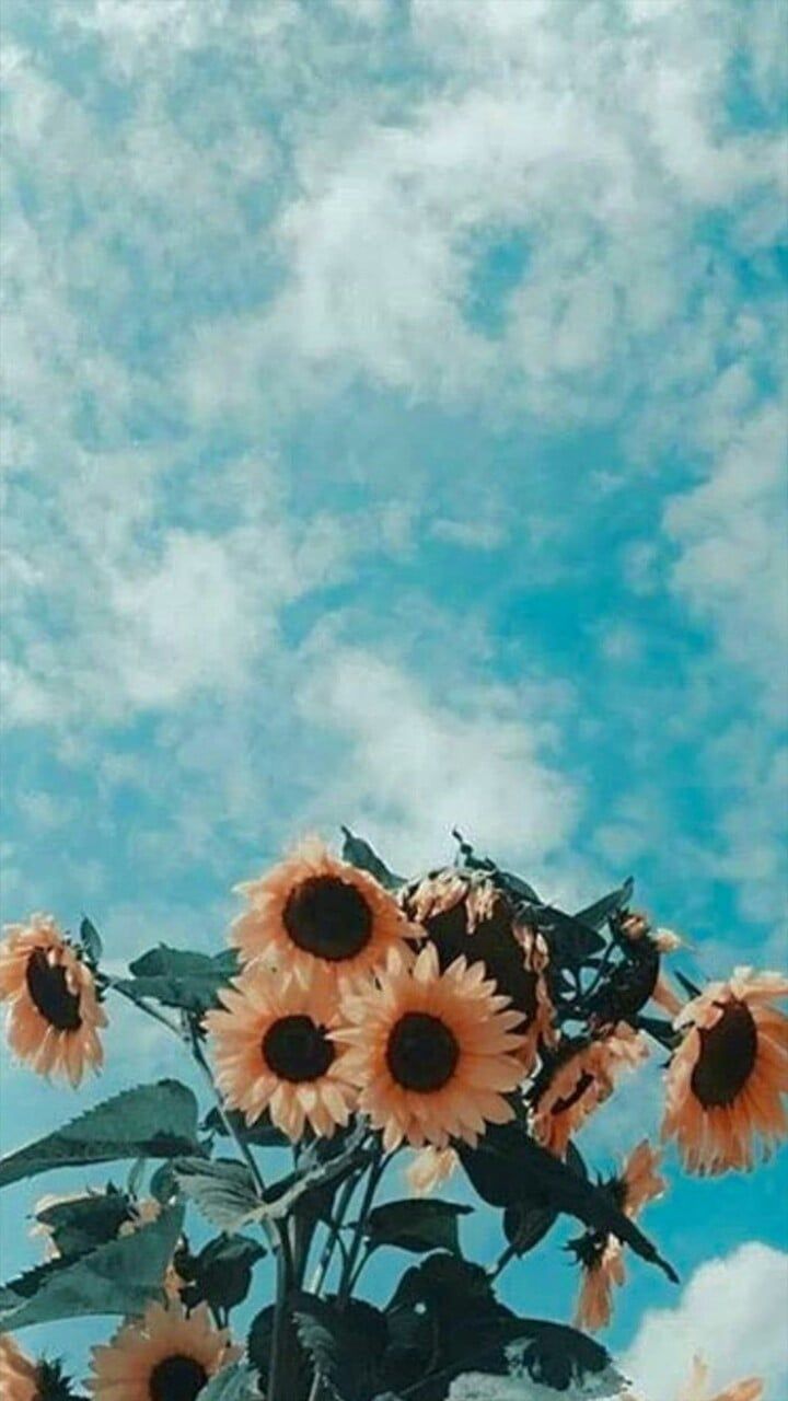 aesthetic #sky #flowers #pastel #nature #vintage #cute #summer /entry. Sunflower wallpaper, Landscape wallpaper, Aesthetic iphone wallpaper